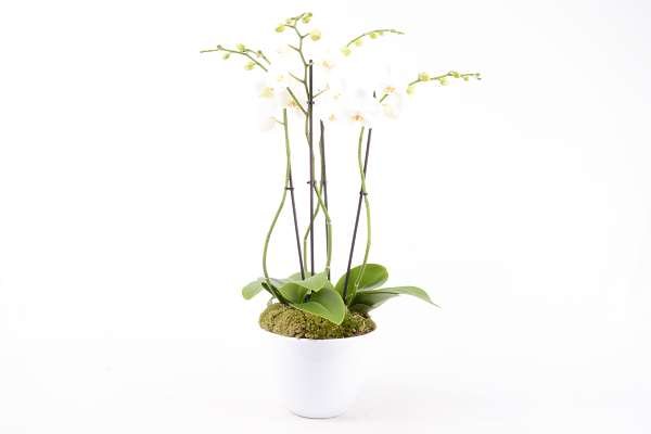 Picture of Compo blanc phal 4t d27