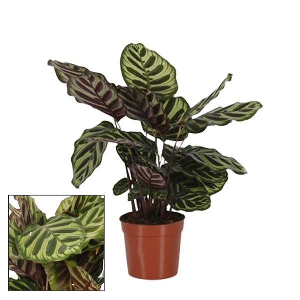 Picture of CALATHEA MAKOYANA