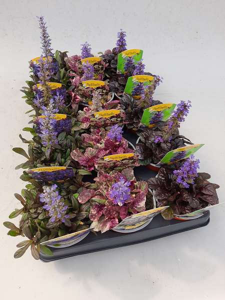 Picture of AJUGA REPTANS MIX