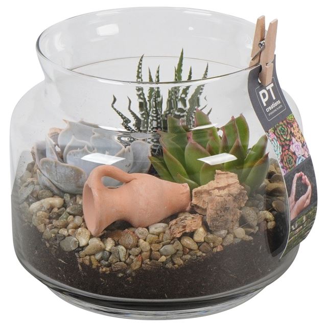 Picture of SUCCULENT ARRANGEMENT 03PP IN GLASS