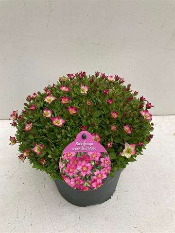 Picture of SAXIFRAGA ARENDSII PINK