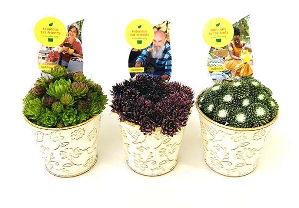 Picture of Sempervivum kolibri zinc