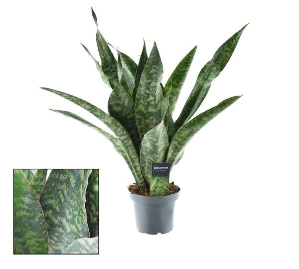 Picture of SANSEVIERIA AUBRYTIANA  DRAGON