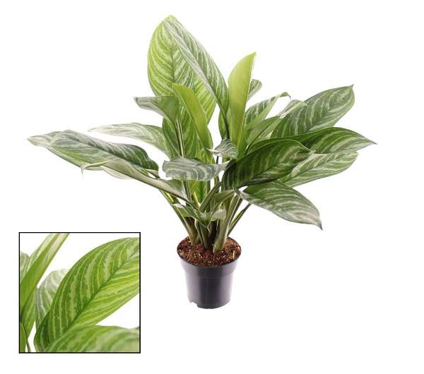 Picture of AGLAONEMA STRIPES