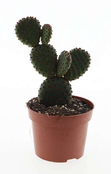 Picture of Crassula rupestris