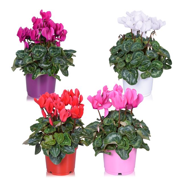 Picture of CYCLAMEN PERSICUM MIDI MIX