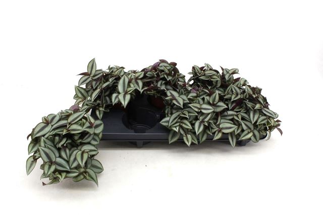 Picture of Tradescantia zebrina