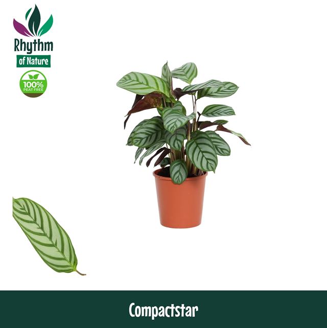 Picture of Calathea compact star