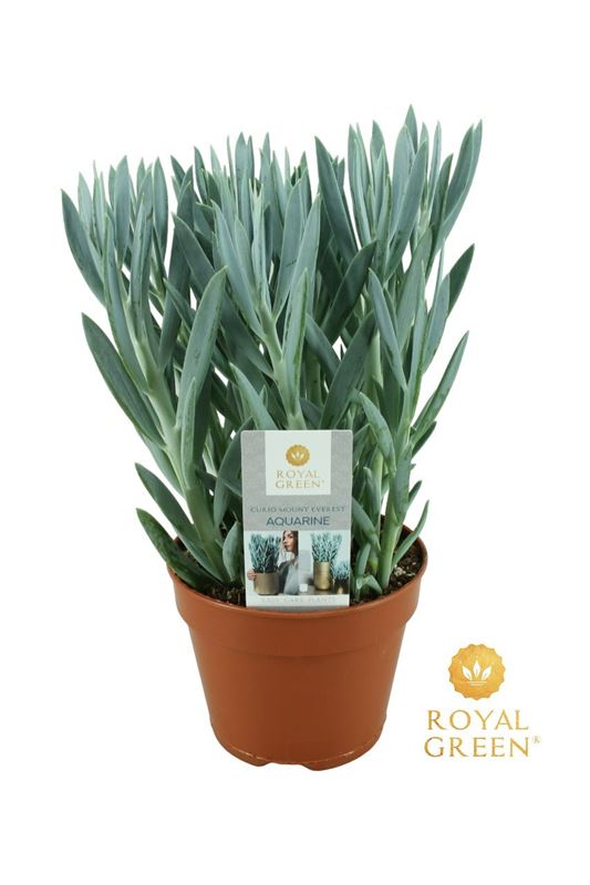 Picture of Senecio ficoides mount everest