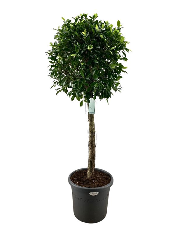 Picture of Ficus microcarpa nitida on stem