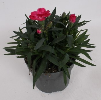 Picture of Dianthus caryophyllus oscar pink and purple