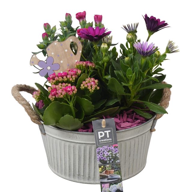 Picture of Patio arrangement 03pp in zinc