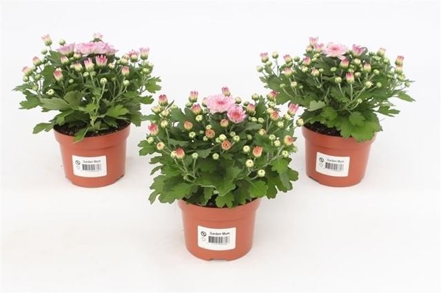 Picture of Chrysanthemum gardenmum pink