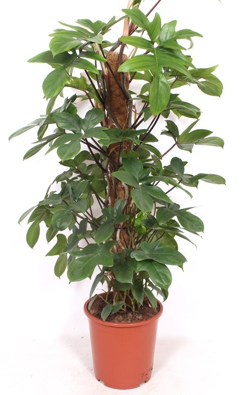 Picture of PHILODENDRON PEDATUM MOSSPOLE