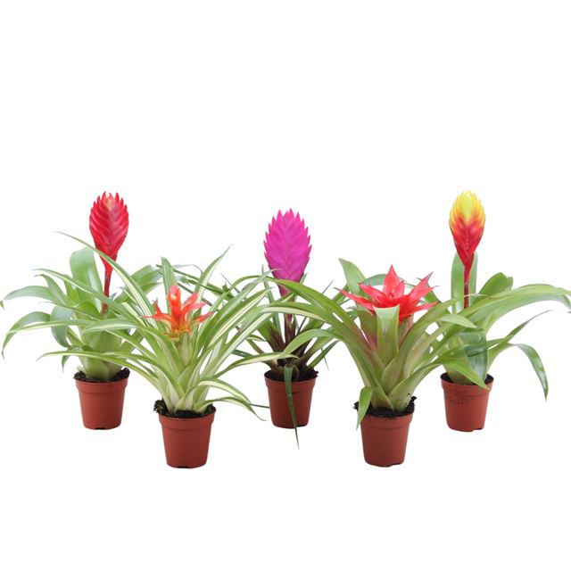 Picture of BROMELIA MINI MIX