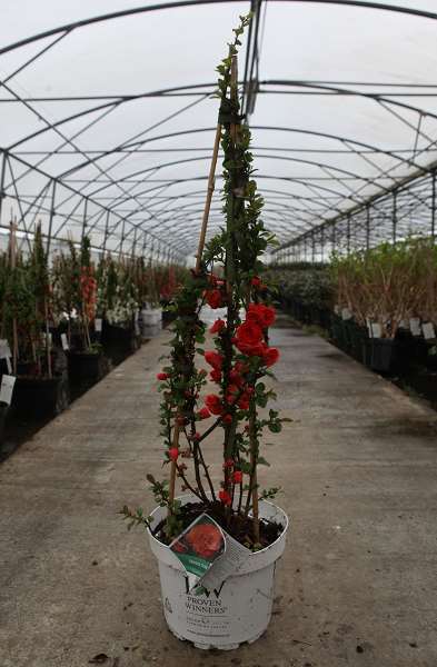 Picture of Chaenomeles speciosa orange storm