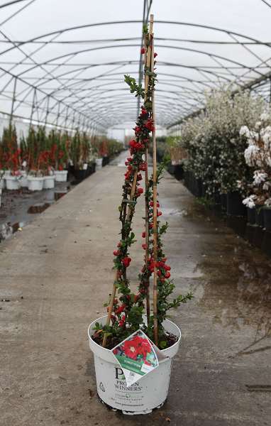 Picture of Chaenomeles speciosa scarlet storm