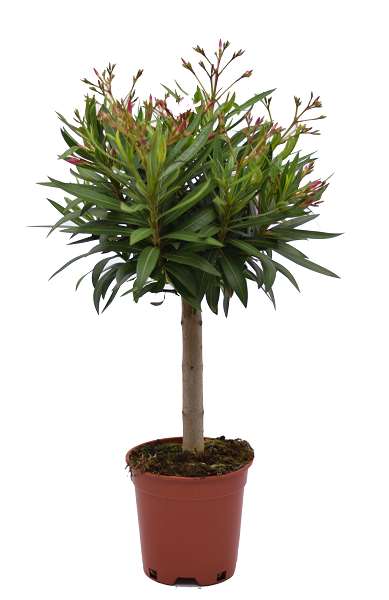 Picture of NERIUM OLEANDER ON STEM