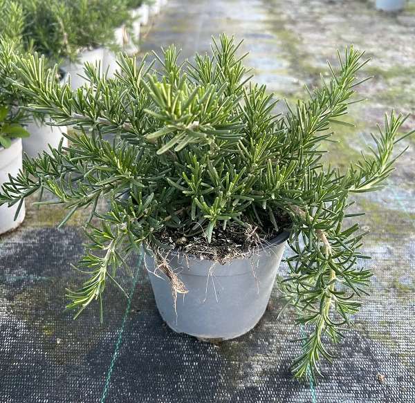 Picture of Salvia rosmarinus repens