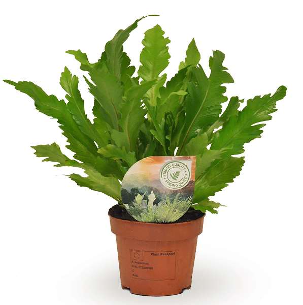 Picture of Asplenium nidus campio