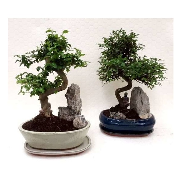 Picture of BONSAI MIX D26 IN CERAMIC WITH ROCK