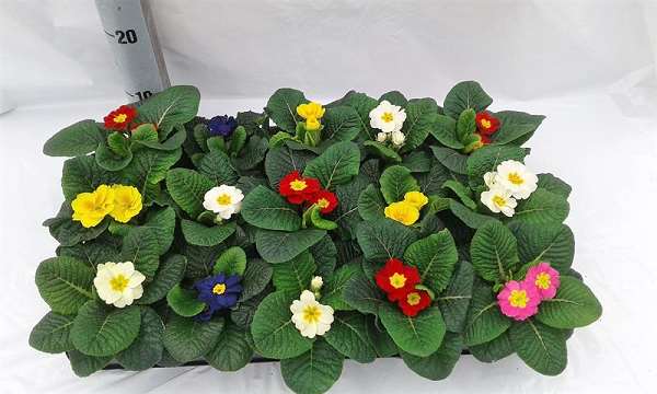 Picture of PRIMULA ACAULIS MIX