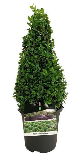 Picture of BUXUS SEMPERVIRENS PYRAMID 030/40CM