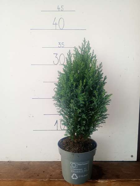 Picture of CHAMAECYPARIS LAWSONIANA ELWOODI GREEN