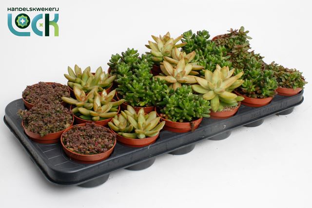 Picture of SEDUM MIX 