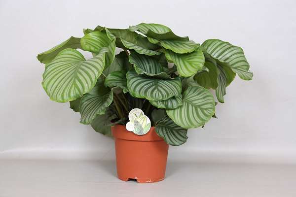 Picture of CALATHEA ORBIFOLIA