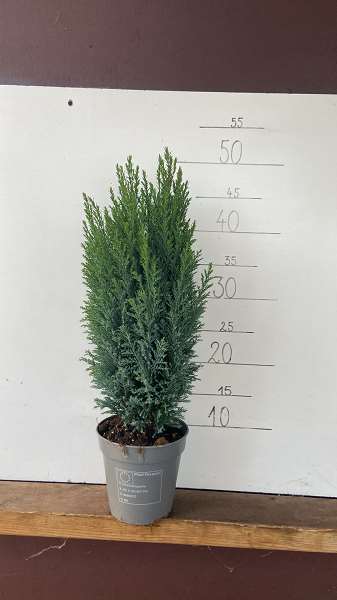 Picture of CHAMAECYPARIS LAWSONIANA ELWOODI GREEN
