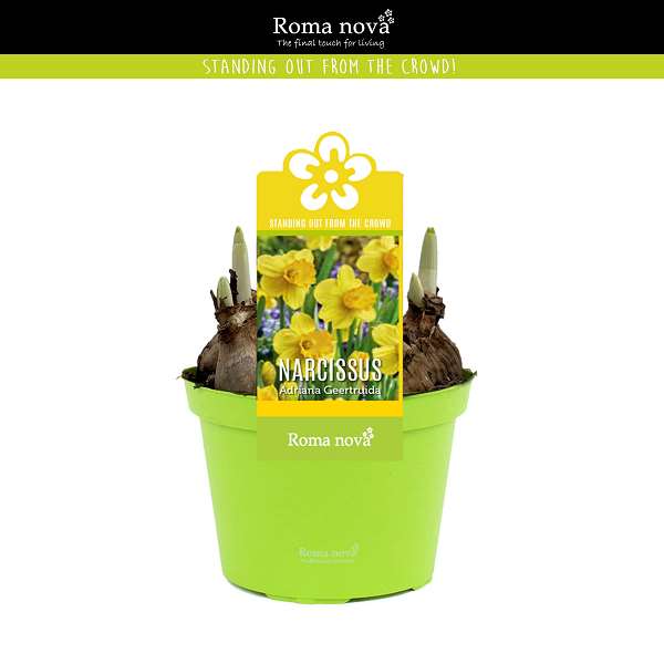 Picture of Narcissus adriana geertruida