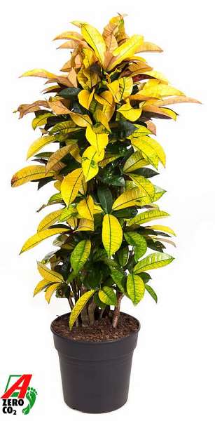 Picture of Codiaeum mrs iceton branched