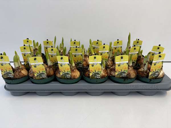 Picture of Narcissus tete a tete