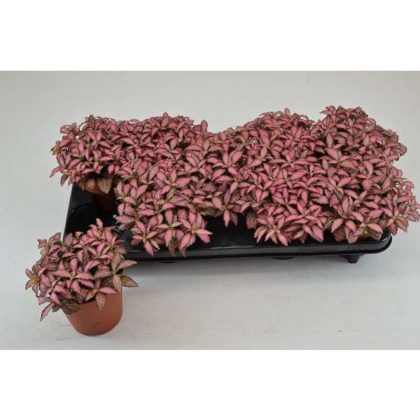 Picture of FITTONIA PINK FOREST FLAME