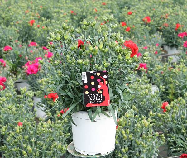 Picture of DIANTHUS OLE P14CM C1,3L