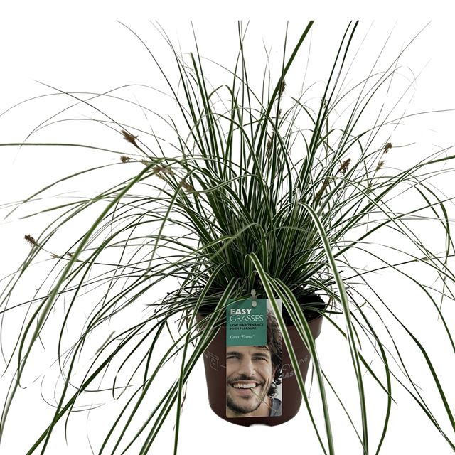 Picture of Carex oshimensis everest