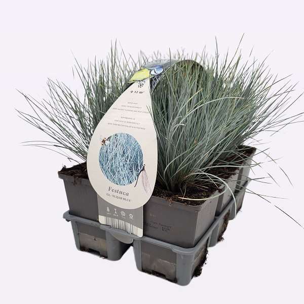 Picture of FESTUCA GLAUCA ELIJA BLEU 06-PACK