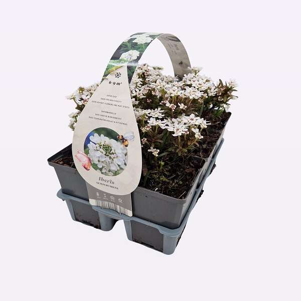 Picture of IBERIS SEMPERVIRENS 06-PACK