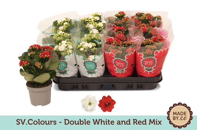 Picture of KALANCHOE DOUBLE WHITE+RED +  GLITTER