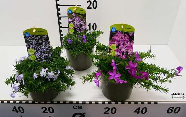 Picture of PHLOX SUBULATA