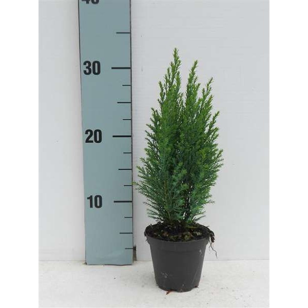 Picture of CHAMAECYPARIS LAWSONIANA ELWOODI GREEN