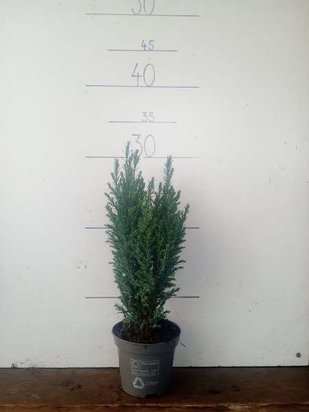 Picture of Chamaecyparis lawsoniana elwoodi green