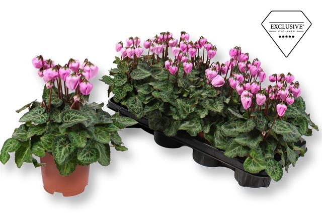 Picture of Cyclamen exclusive® windbell