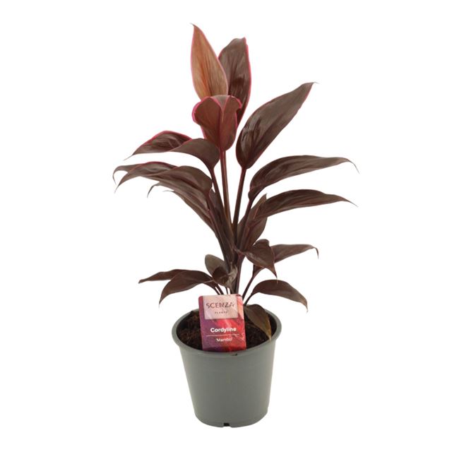 Picture of CORDYLINE FRUTICOSA MAMBO