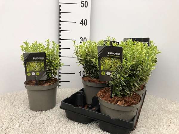 Picture of Euonymus japonicus micro aureavariegata