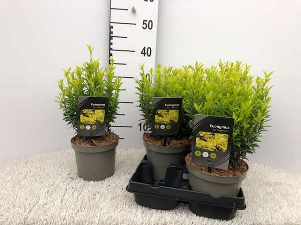 Picture of Euonymus japonicus happiness