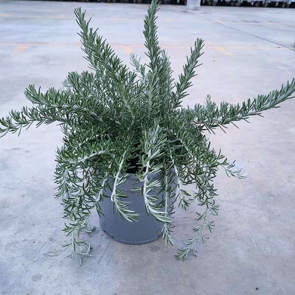 Picture of Salvia rosmarinus prostratus