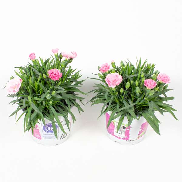 Picture of DIANTHUS CARYOPHYLLUS I LOVE YOU