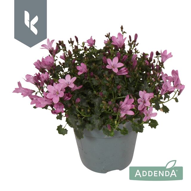 Picture of CAMPANULA AMBELLA PINK